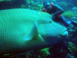 Buddy & Napoleon Wrasse.(Big eh)? by Keith Mason 